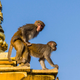 Monkey. Getty